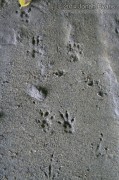 Eastern Chipmunk Tracks