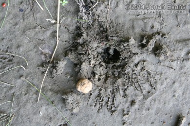 Eastern Gray Squirrel Buried Nut