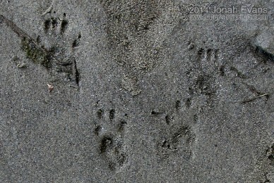 Eastern Gray Squirrel Tracks
