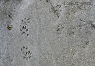 Eastern Gray Squirrel (Right) and Mink Tracks