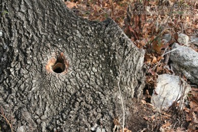 Fox Squirrel Hole