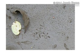 Jumping Mouse Tracks