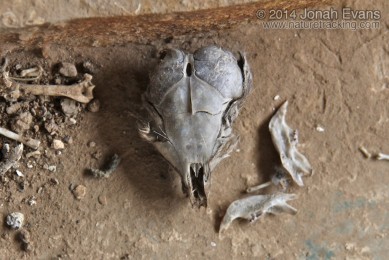 Kangaroo Rat Skull