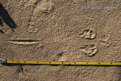 Ord's Kangaroo Rat Tracks