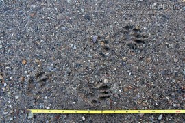 Yellow-bellied Marmot Tracks