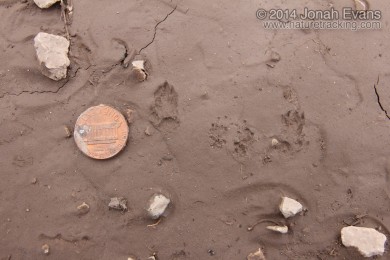 Merriam's Kangaroo Rat Tracks
