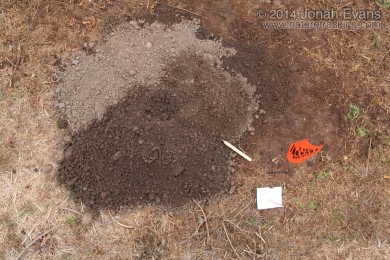 Pocket Gopher Mound