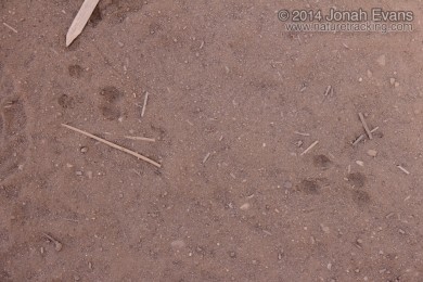 Pocket Mouse Tracks