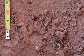 Prairie Dog Tracks
