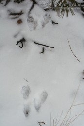 Red Squirrel Tracks