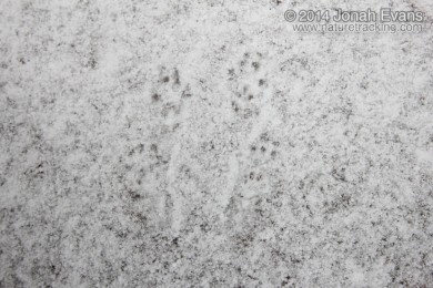 Red Squirrel Tracks