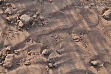 Rio Grande Ground Squirrel Tracks