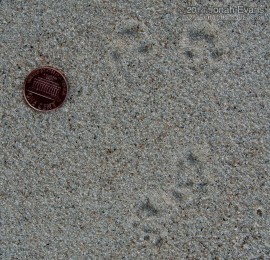 Spotted Ground Squirrel Tracks