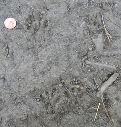 Tassel-eared Squirrel Tracks