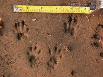 Western Gray Squirrel Tracks