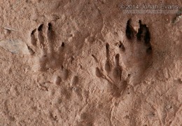 Wyoming Ground Squirrel Tracks
