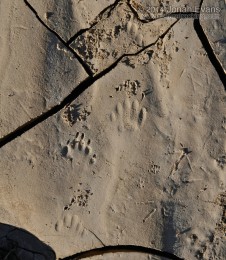Hog-nosed Skunk Tracks