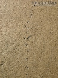 Striped Skunk Tracks