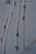 Bighorn Sheep Tracks