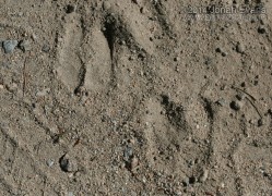 Bighorn Tracks