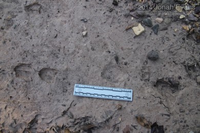 Carmen White-tailed Deer Tracks