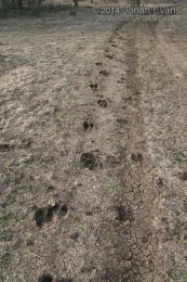Cow Tracks