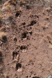 Elk Tracks