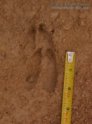 White-tailed Deer Tracks
