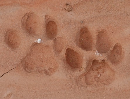 Mammal Tracks