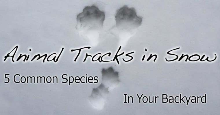 Identifying Animal Tracks in Snow – 5 Common Backyard Species