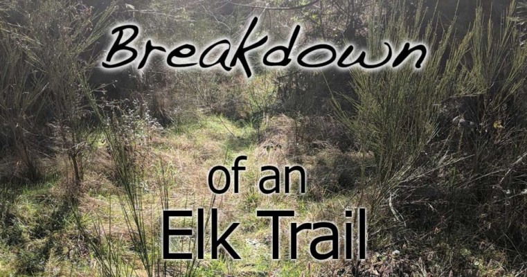 Breaking Down an Elk Trail