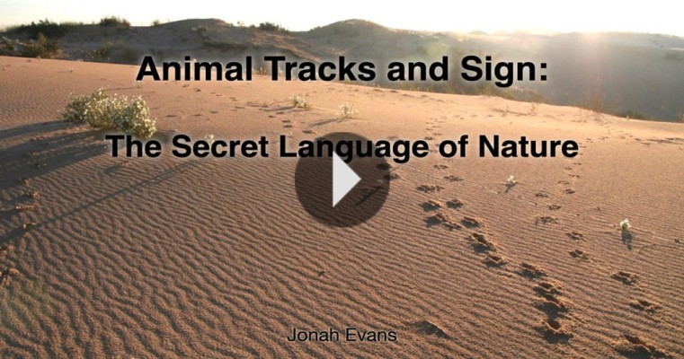 Intro to Animal Tracking Webinar