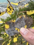 Aspen Serpentine Leafminer Moth