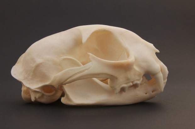 Animal Skulls Teaser