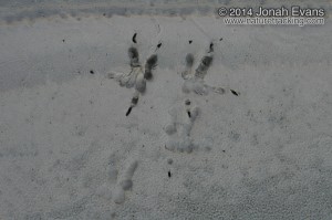 Great-horned Owl Tracks