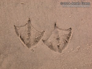 Laughing Gull Tracks