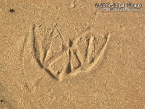 Pelican tracks.JPG