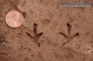 Poorwill Tracks