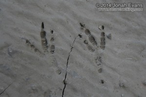 Sul Ross Tracking Eval in Big Bend National Park