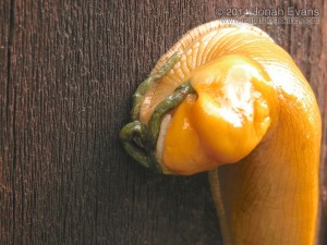 Banana Slug & Scat