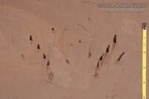 Bullfrog Tracks