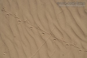 Lizard Tracks