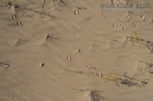 Snake Tracks