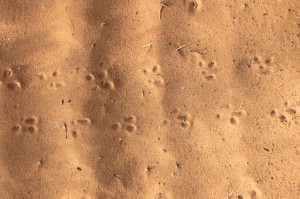 Tarantula Tracks