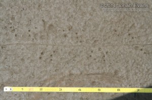 Salamander Tracks