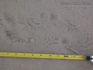 Toad Tracks