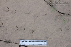 Turtle Tracks