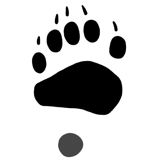 Black Bear Track (Right Front)