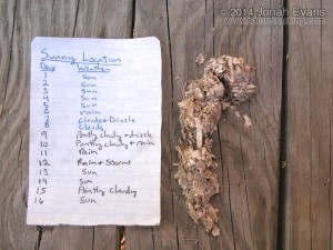 River Otter Scat in Sun: Day 16
