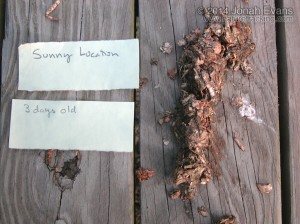 River Otter Scat in Sun: Day 3
